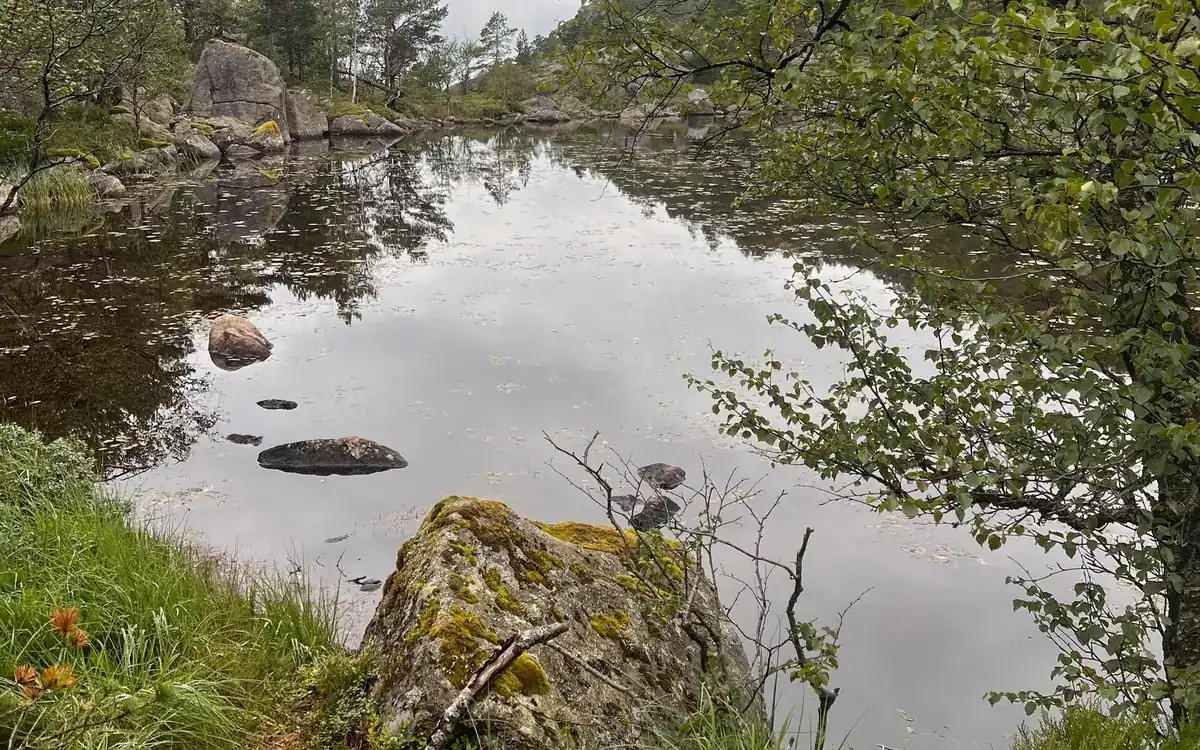 A mossy boulder at the edge of a still pool reflecting trees