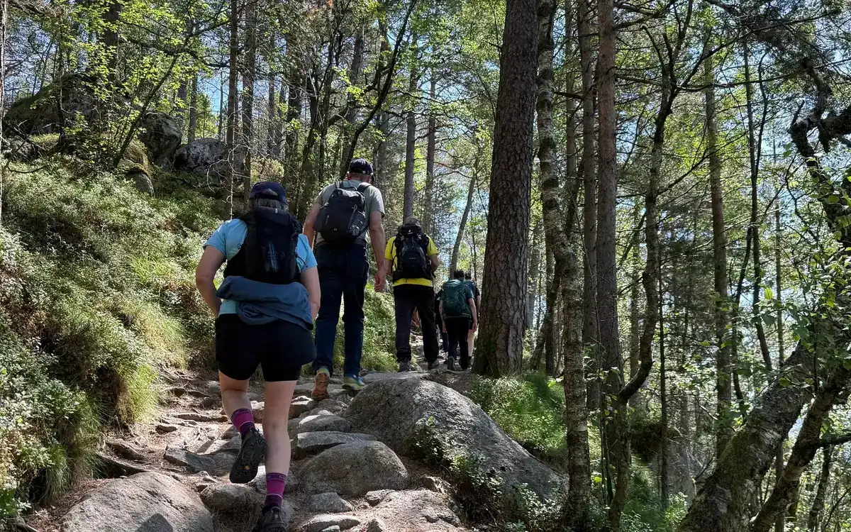 A line of hikers with backpacks on a rocky path through pine forest