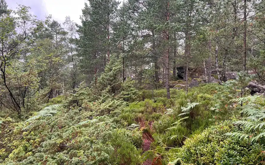 Pine forest and ferns on a hillside, seen from a rocky edge
